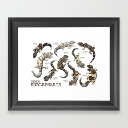 Genus Eublepharis Framed Art Print