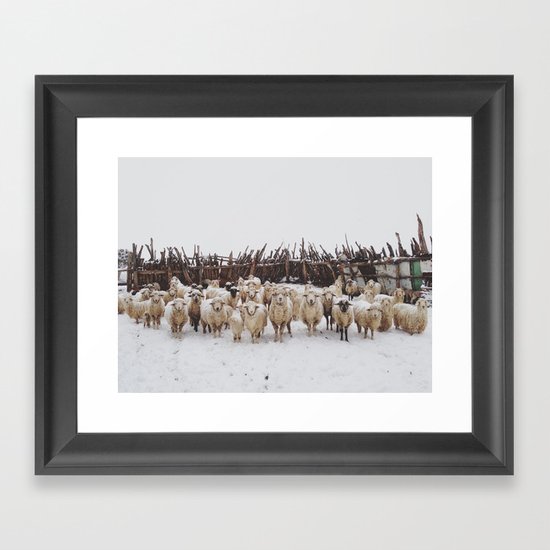 Snowy Sheep Stare Framed Art Print