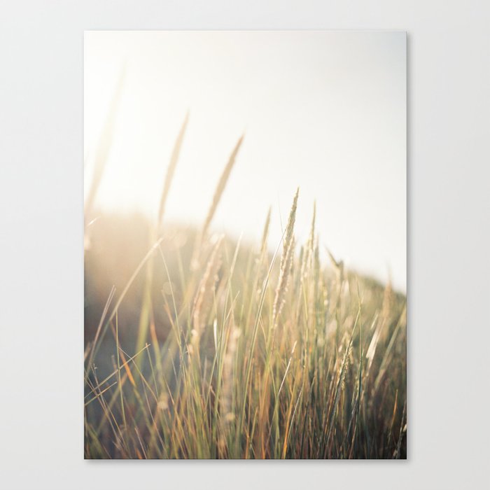 Seagrass in the sun Canvas Print
