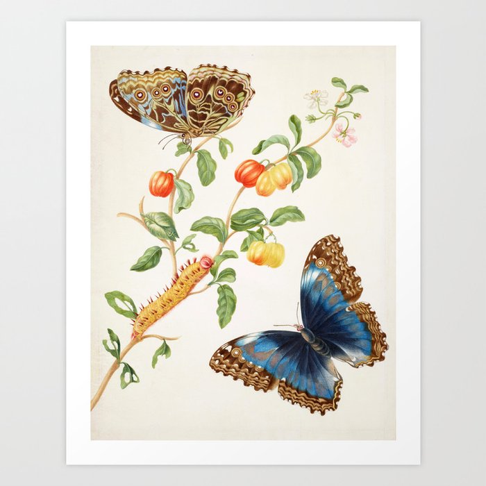 Maria Sibylla Merian Vintage Butterfly Print, 1702 Art Print