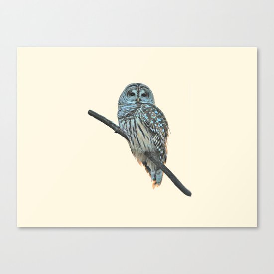 Barred Owl (beige) Canvas Print