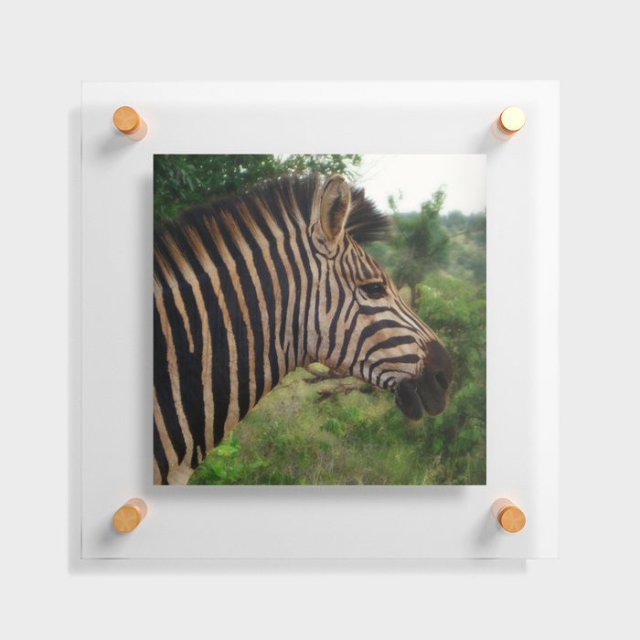 South Africa Photography - A Zebra In The Forest Floating Acrylic Print