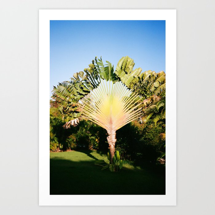 Ravenala Madagascariensis | Traveler's Palm | Madagascar Palm Art Print