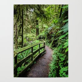 Quinault Rainforest Trail   5-24-18  Poster