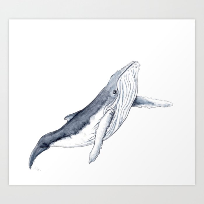 Baby Humpback Whale For Children Kid Baby Art Print By Chloeyzoard Society6 Do you want to learn how to draw a whale cartoon and easy for kids and beginners. baby humpback whale for children kid baby art print by chloeyzoard