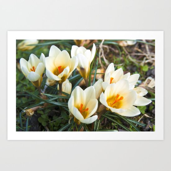 MEADOW of SPRING Art Print