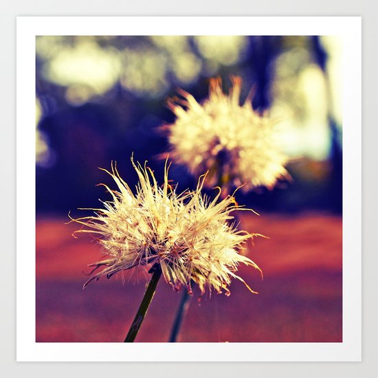 Summer dandelions Art Print