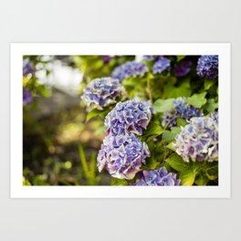 Purple hydrangeas in soft evening light Art Print | Soft, 35Mmfilm, Hydrangea, Color, Flower, Evening, Film, Rest, Photo, Garden 