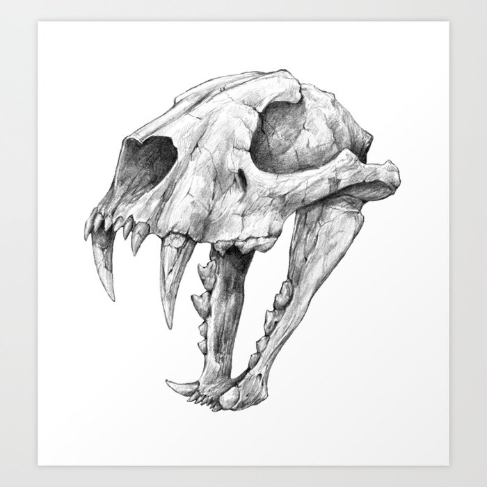Dinictis The False Sabertooth Cat Skull Graphite Pencil Art