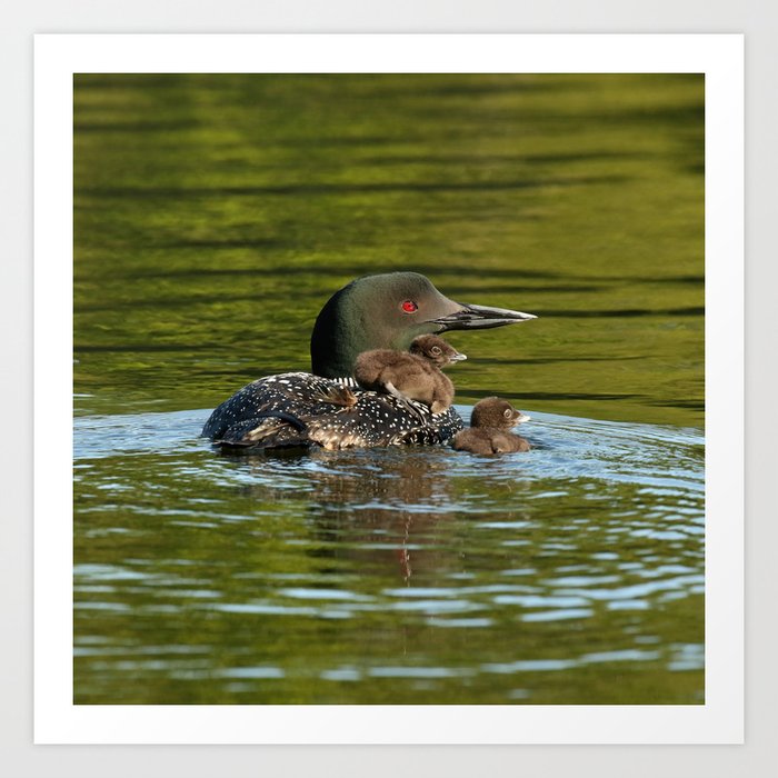 Loon mom and her babies Art Print