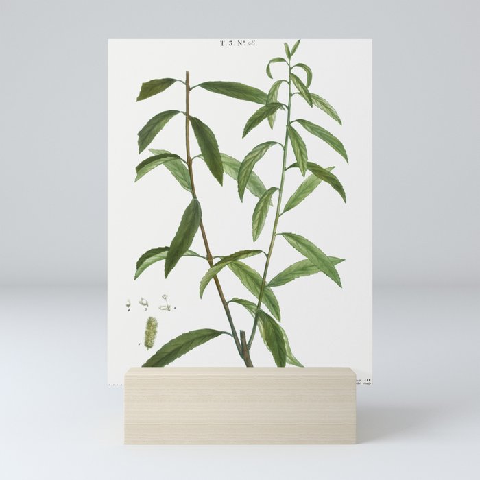 White willow, Salix alba from Traité des Arbres et Arbustes que l’on cultive en France en pleine ter Mini Art Print
