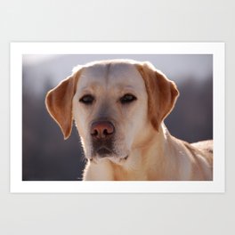 Portrait of A Golden Labrador Retriever Art Print