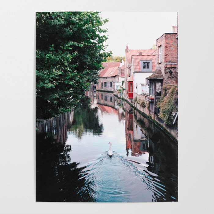 Swan in Belgium Poster