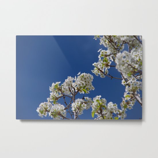 Spring Blossoms Metal Print