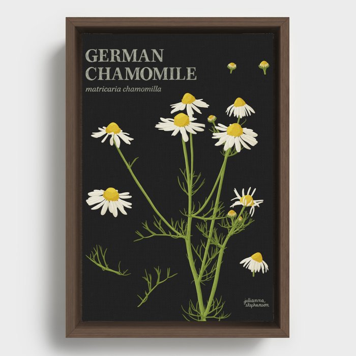 Botanical German Chamomile (Black) Framed Canvas