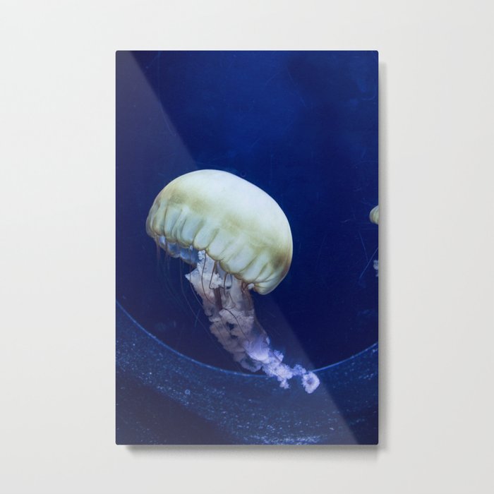 Jellyfish swimming Metal Print