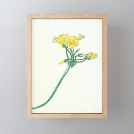 Oxalis pes-caprae Framed Mini Art Print