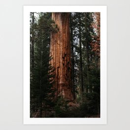Giant Sequoia  Art Print