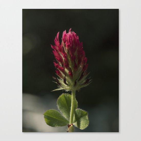 Red Clover Canvas Print