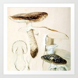 Amanita excels(Armitt Museum and Library) by Beatrix Potter, 1890s Art Print