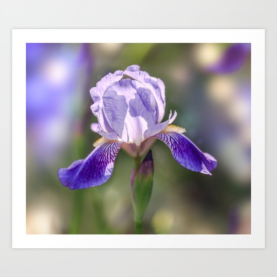 Iris Art Print
