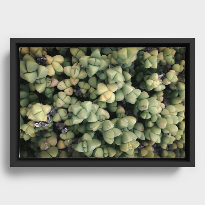 Succulent 2 - Ice Plant Framed Canvas