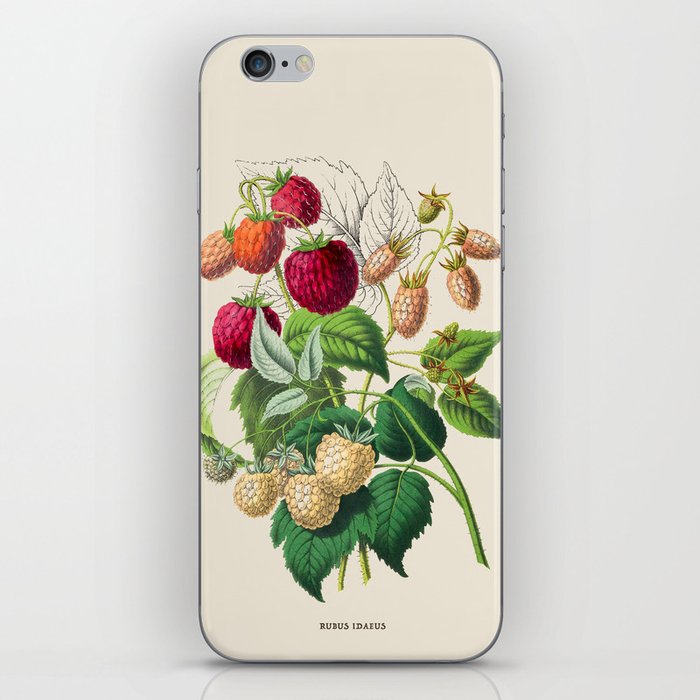 Raspberry Antique Botanical Illustration iPhone Skin