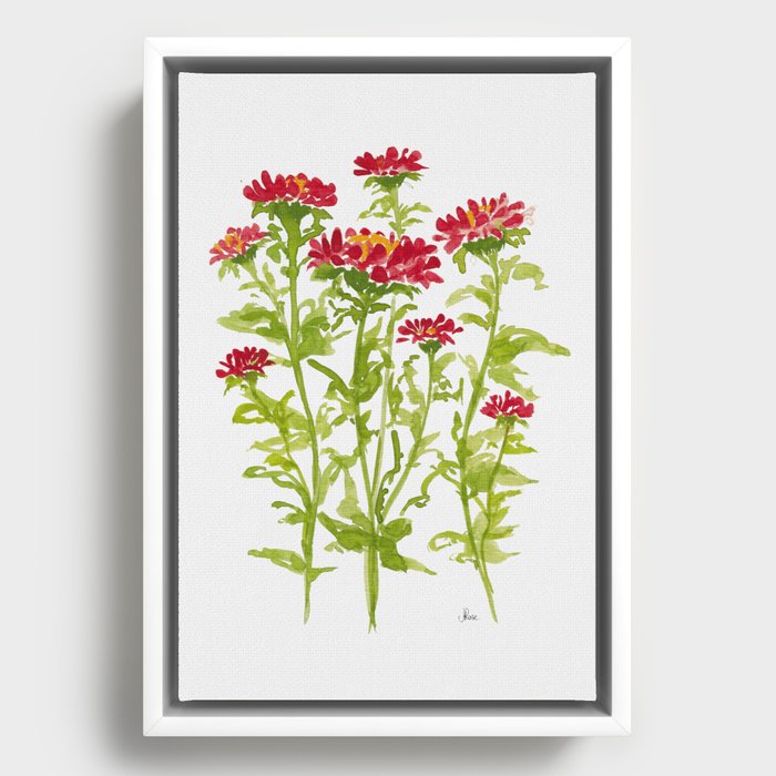 Ruby Red Aster Flowers Framed Canvas