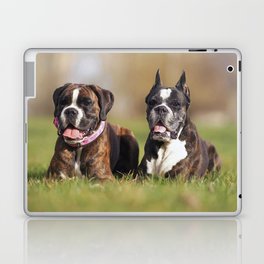 Two Brindle Boxer Dogs Adult Cropped  Laptop Skin