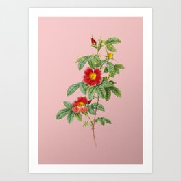 Vintage Blooming Single May Rose Botanical Illustration on Pink Art Print