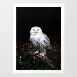 Majestic winter snowy owl Art Print