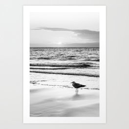 Seagull on the beach | Sunset | Bird | Coast | Nature and landscape photography in black and white Art Print