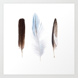 Trio of feathers Art Print