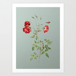 Vintage Blooming Red Rose Botanical Illustration on Mint Green Art Print