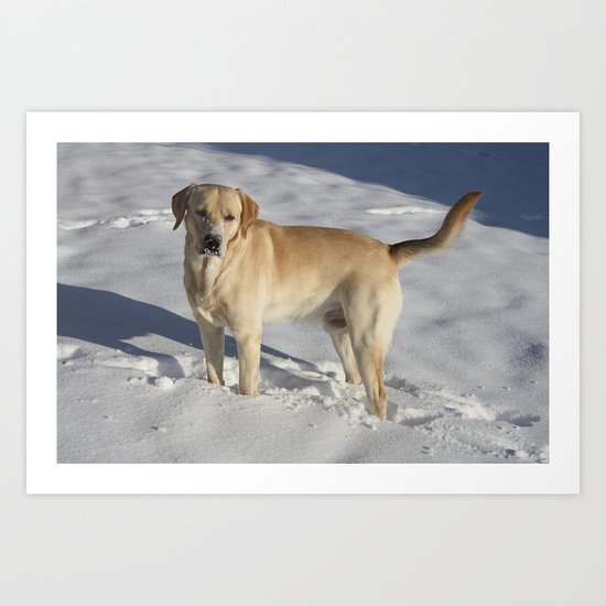 Labrador in the Snow Art Print