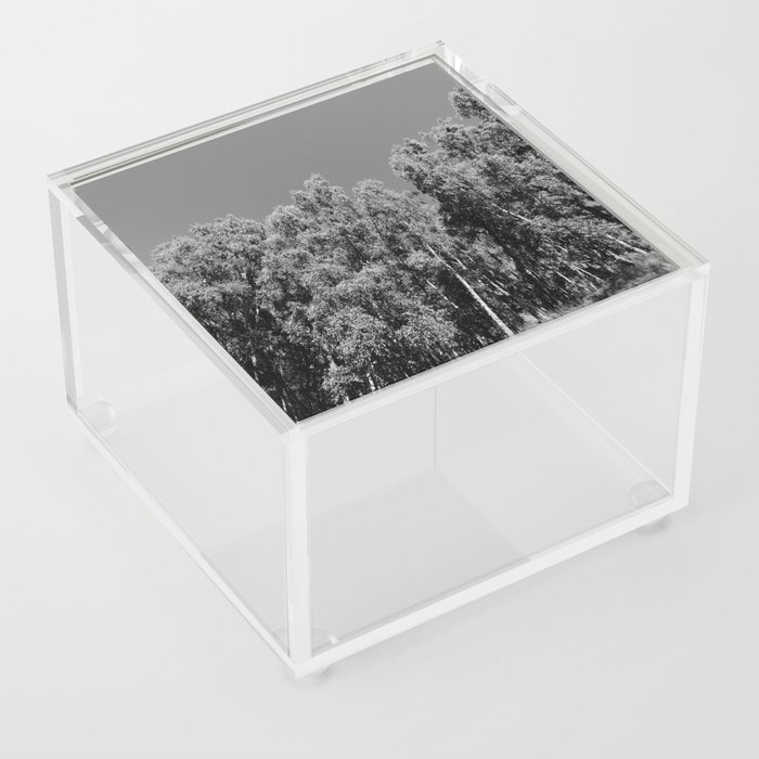 Birch Tree Heights in Black and White Acrylic Box