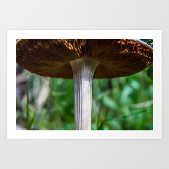 Toadstool Art Print