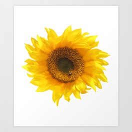 yellow sunflower Art Print