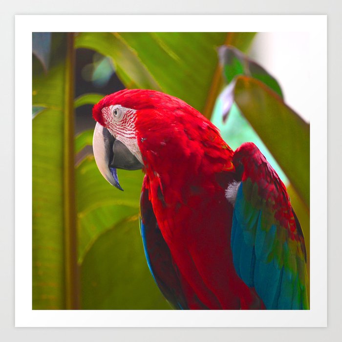 Scarlet Red Macaw in Regal Repose Art Print
