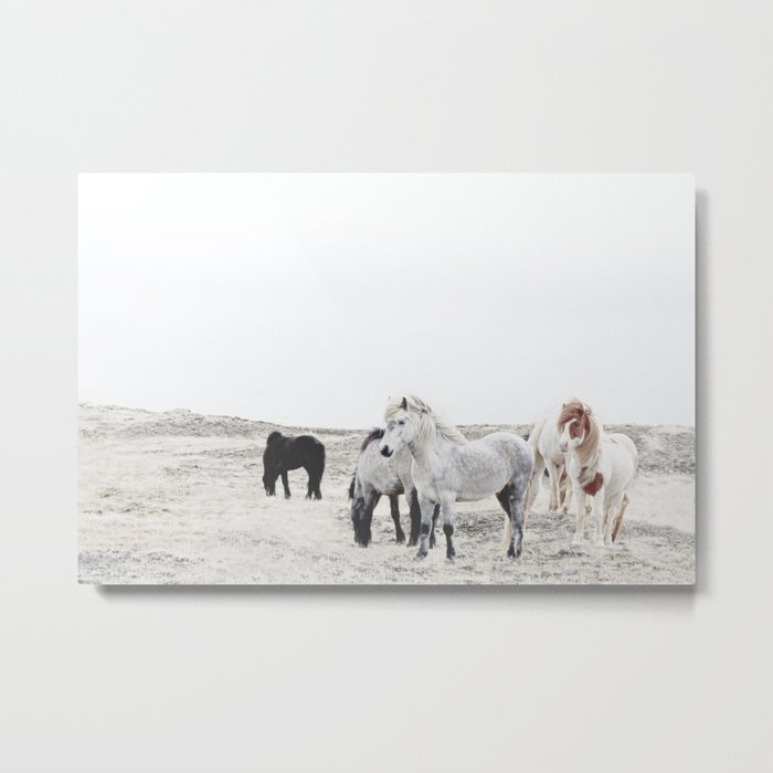 WILD AND FREE  1 - HORSES OF ICELAND Metal Print