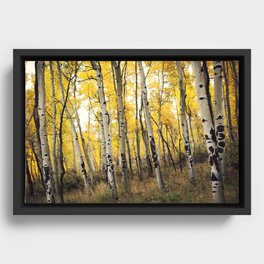 Aspen Trees of Colorado Framed Canvas