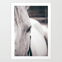 Horse eyes *2 Art Print