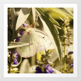 Cabbage Butterfly II Art Print