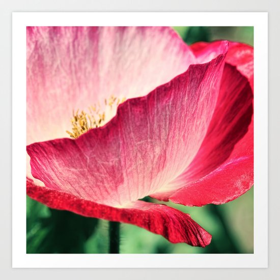 Red Poppy in Sunlight Art Print