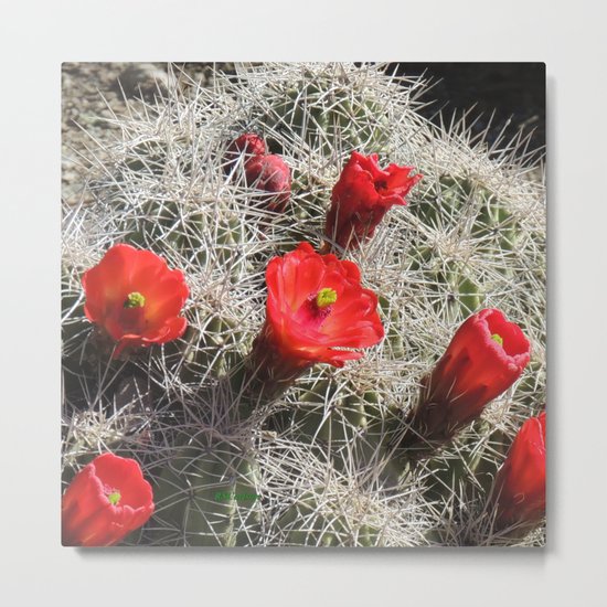 A Hedgehog Cactus Looks Sunward Metal Print