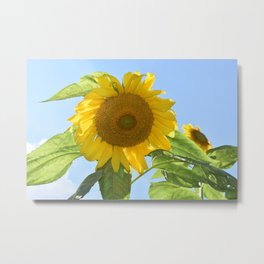 Don't Look Into the Sun(flower)! Metal Print