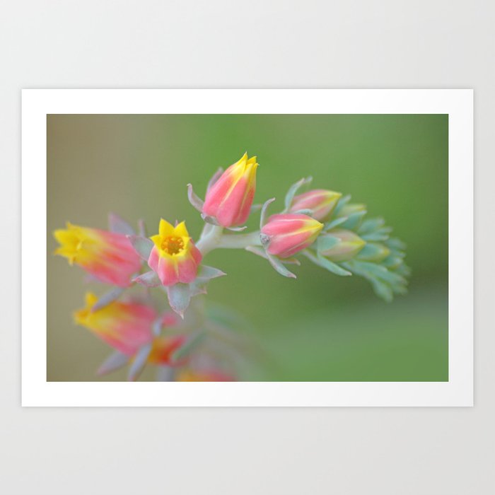 Flowering Cactus Art Print by Kirit Mistry Society6