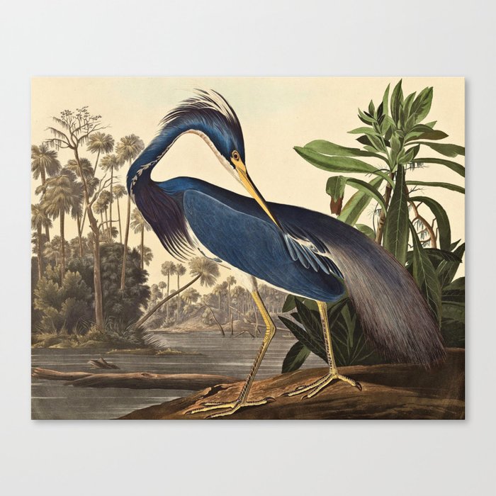 John James Audubon - Louisiana Heron Canvas Print