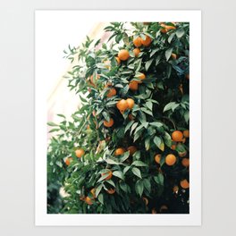 Orange tree / Travel Photography / Still on film Art Print