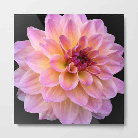 Dahlia in Bloom Metal Print